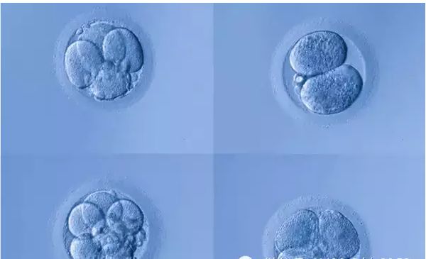 囊胚、鲜胚、冻胚的区别和成功率.jpg