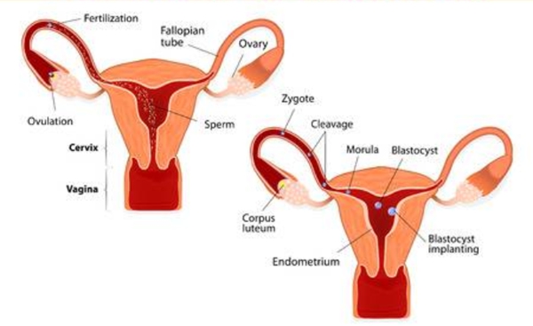 泰国试管婴儿：卵巢功能下降想生育怎么办