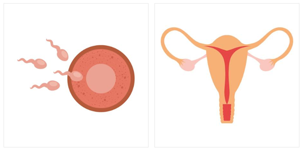 卵巢异常对女性有哪些影响